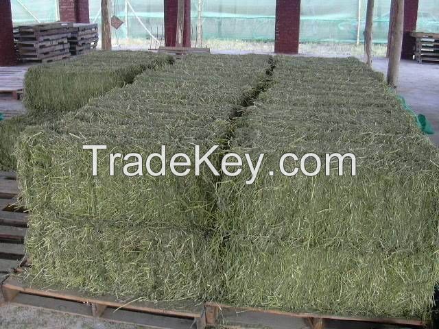 Double Pressed Alfafa Hay Bales / GRADE A Alfafa Hay / Alfalfa Hay (Single Compressed)