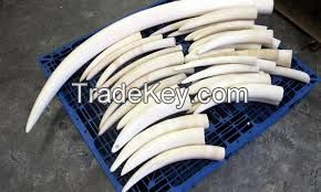 elephant tusk