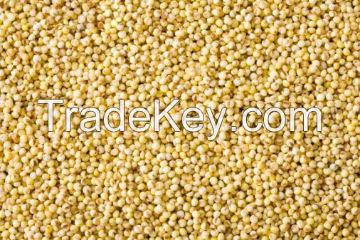 Bulk Glutinous Yellow Millet