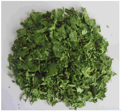 coriander