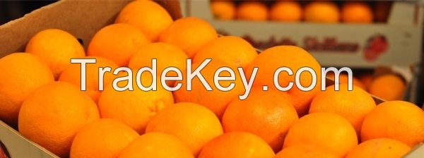 Orange Fruit - packing in 15 kg / carton - Grade a - Low Price