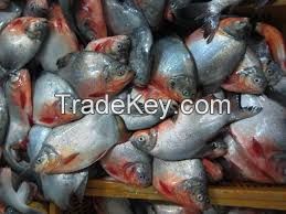 Frozen Red Pomfret/Red Pacu for sale