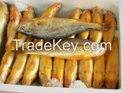 Frozen yellow croaker for sale