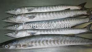 Frozen Barracuda Fish