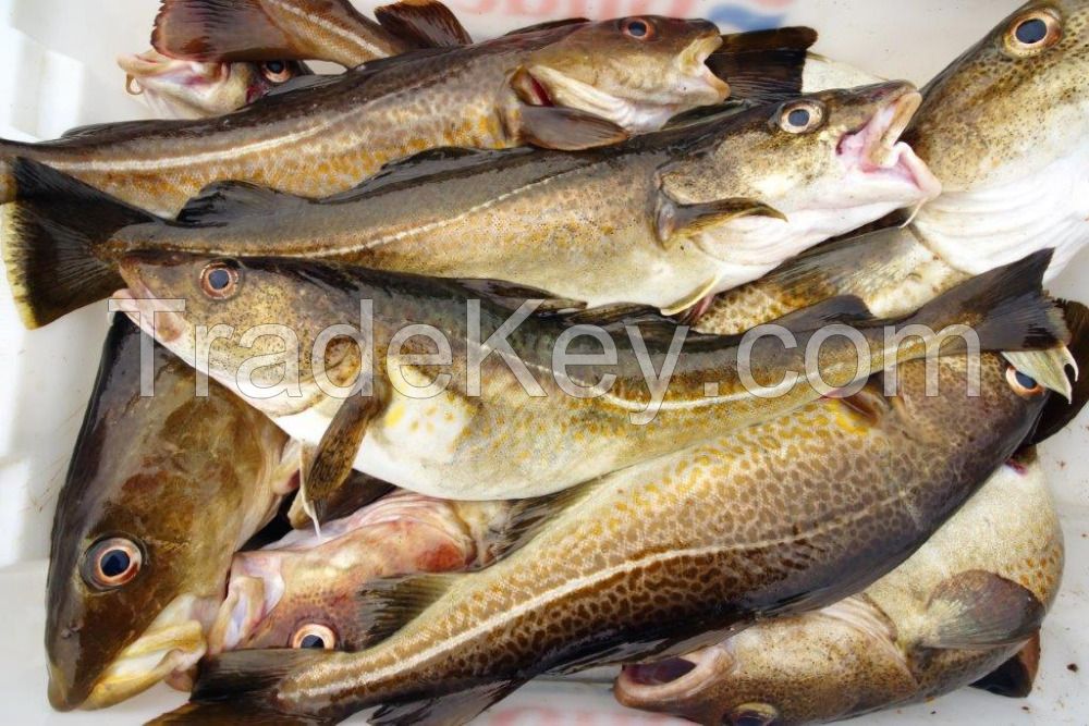 Frozen Cod Fish for sale