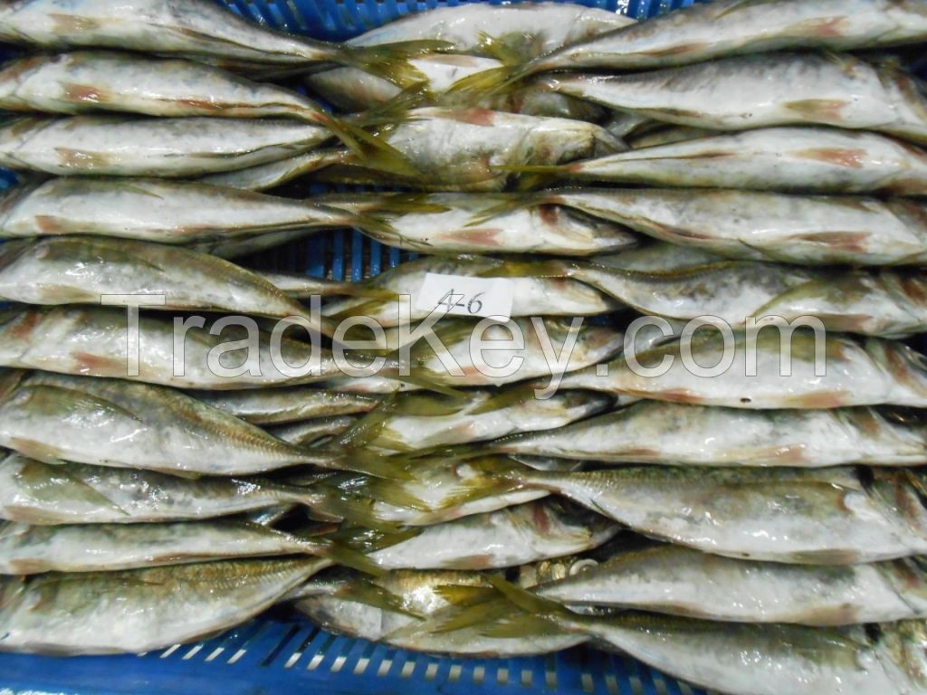 HORSE MACKEREL WHOLE ROUND