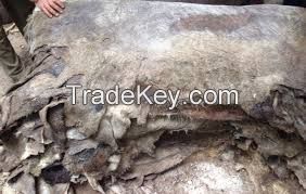 Dry Salted Pure Donkey Hides