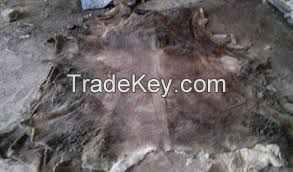 DRY/WET SALTED DONKEY HIDES