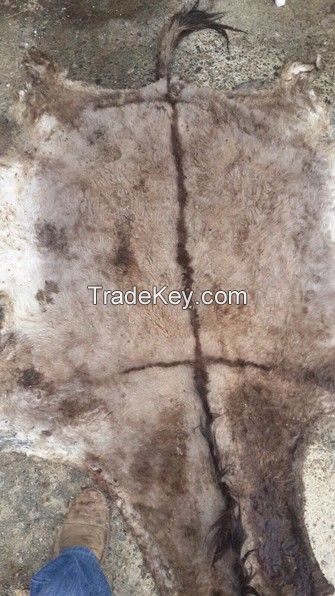 DRY/WET SALTED DONKEY HIDES