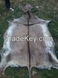 Dry Salted Donkey Hides