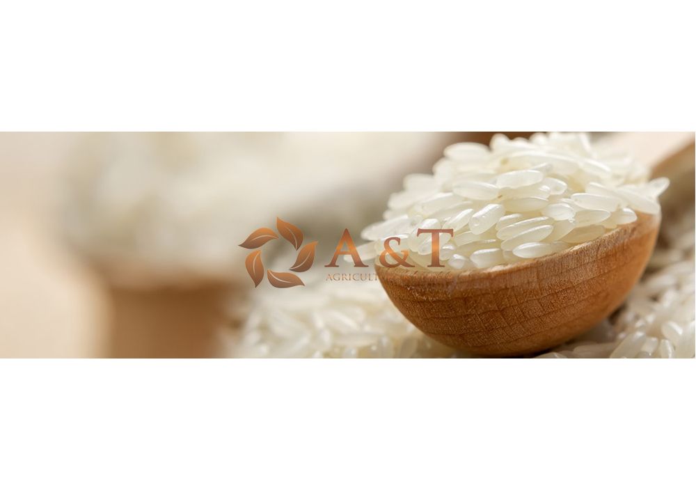 Parboiled and White Rice