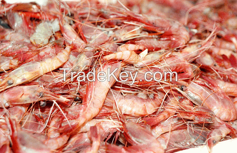 Shrimps and Prawn (Trust, Rainbow, AK, Conch, Mofa and seagull brand)(Trust, Rainbow, AK, Conch, Mofa and seagull brand)