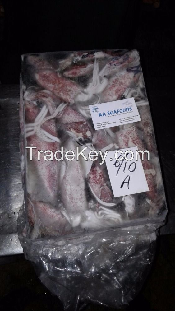 Frozen Seafood Loligo Squids available for Sale