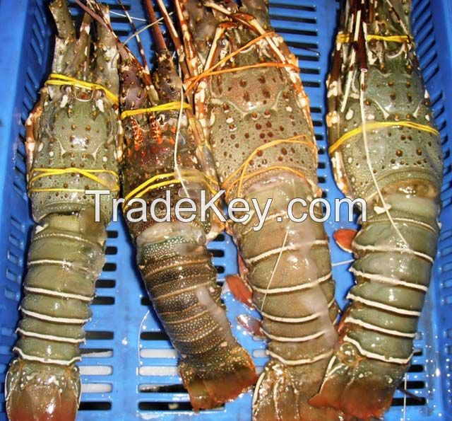 green spiny lobster//royal spiny lobster