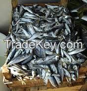 Best Quality Fresh Frozen Horse Mackerel Atlantic Mackerel Available