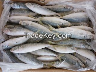 LION MACKEREL SEA FOOD AVAILABLE AT VERY GOOD PRICES .