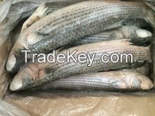 Frozen grey mullet fish