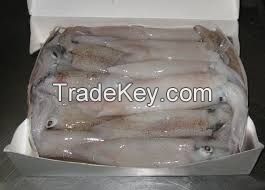 frozen whole squid(sleeve fish, loligo fish, calamari)