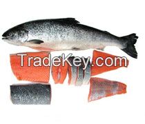 Fresh/ Frozen Salmon Fish Top Quality