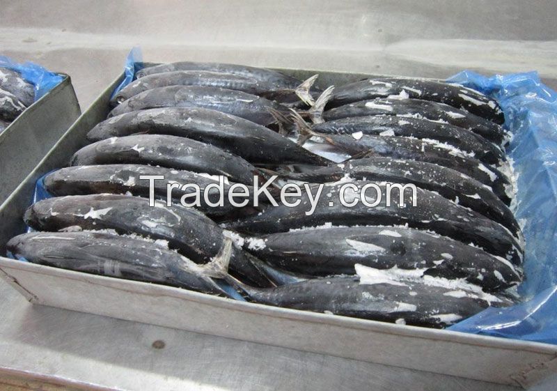 High Quality Frozen Fish Whole Round Indian Mackerel Seafood
