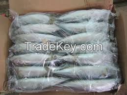 Healthy Sea Food Dried Whole Round Frozen Pacific Mackerel Fish