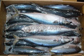 20cm+ Frozen CARAPAU Horse Mackerel