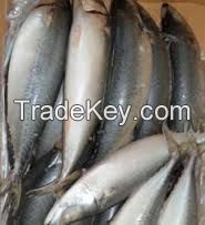 high quality frozen spanish mackerel in fish fresh seafood with best exporter