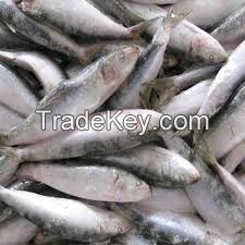 Fresh Frozen Sardine Fish by Leading Sea Food Exporter