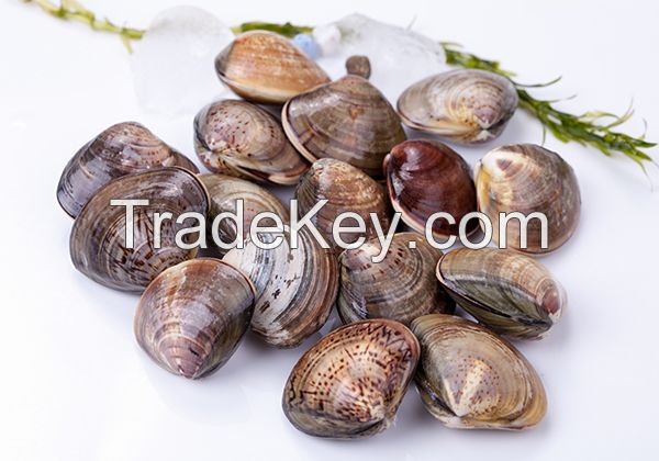 Seafood Shellfish Frozen Half Shell Mussel