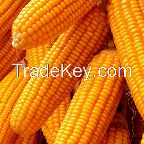 Good Quality Yellow Corn For Feeds