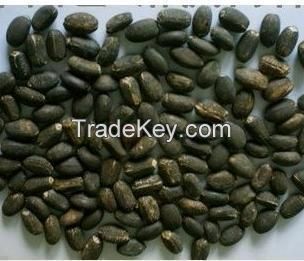 Jatropha seeds