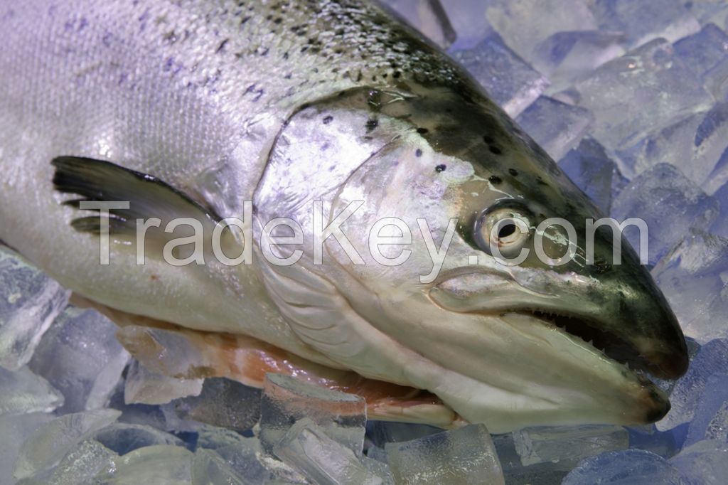 Sell ATLANTIC SALMON H-ON GUTTED (SALMO SALAR)