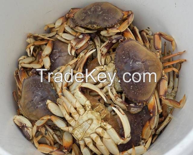 Sell Live Dungeness Crab (Cancer Magister)