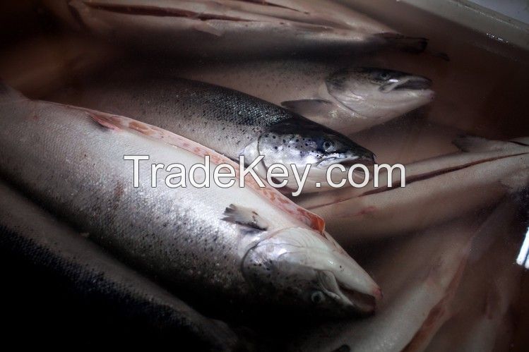 Sell Atlantic Salmon Head On Gutted