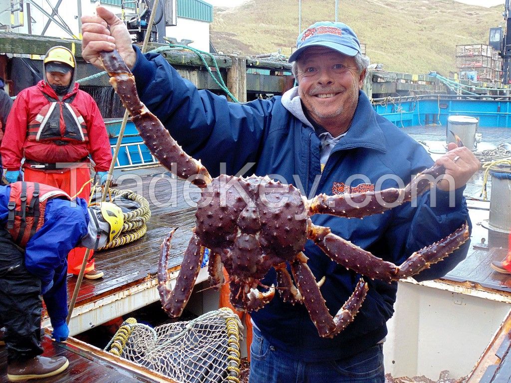 Sell Live Red Norwegian King Crab