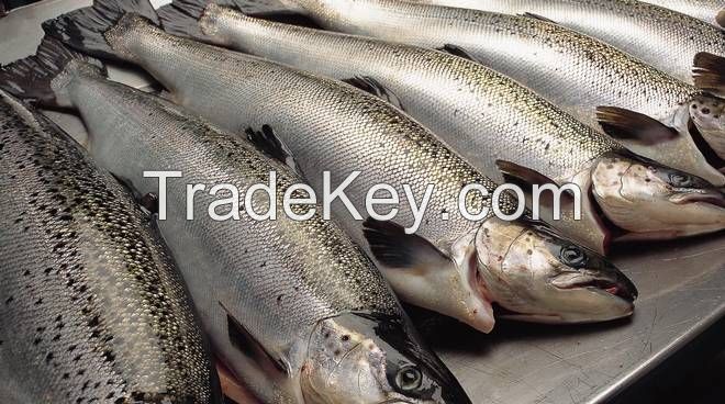 Sell Fresh Atlantic Salmon H/ON 6-7 kg +