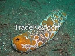 Sea Cucumber