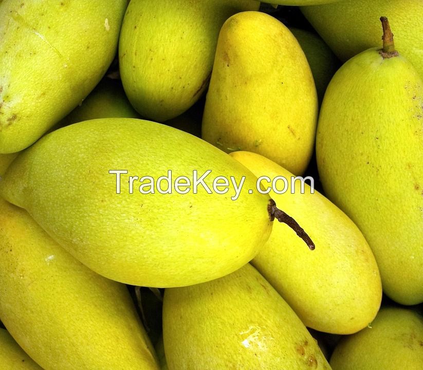 FRESH/FROZEN MANGO_NUTRITIOUS FRUIT FROM VIETNAM