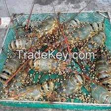 Viet Nam fresh lobster