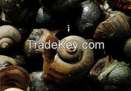 African Giant Snail for sale