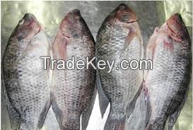 Frozen Black Tilapia Fish W/R