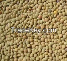 2015 Crop Chinese Green Lentils