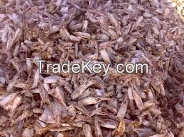 Dried Shrimp Shell head/without head-animal feed/chitin