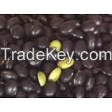 Big Black bean/black soya bean/black soybean with green kernel