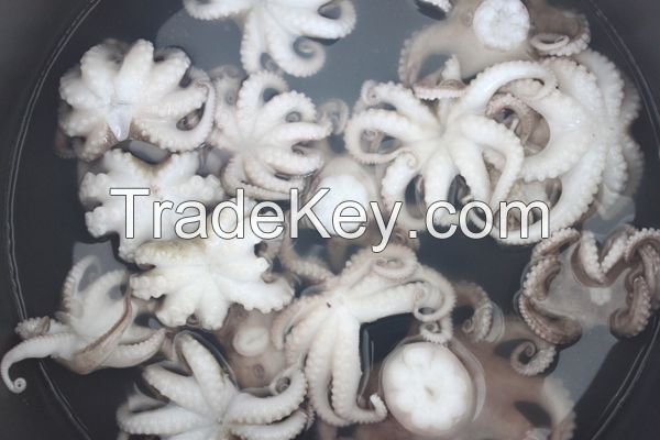 frozen octopus for sale, seafood octopus, baby octopus