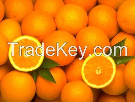 Fresh Sweet Valencia Navel Oranges