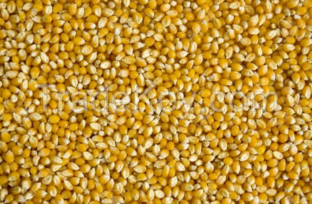 Quality Dried Corn