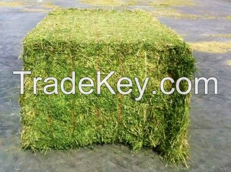 High Protein Alfalfa Hay