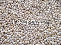 Sell sorghum (jawar) - Food Grains