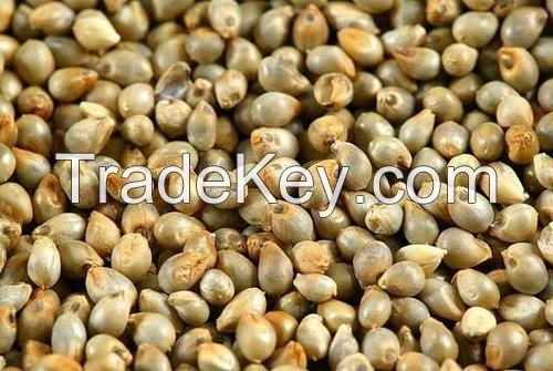 Sell Millet